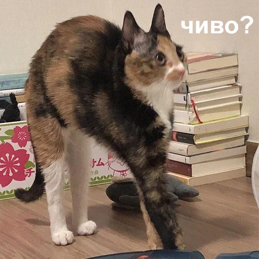 😦 Стикер «Это конец» для Telegram