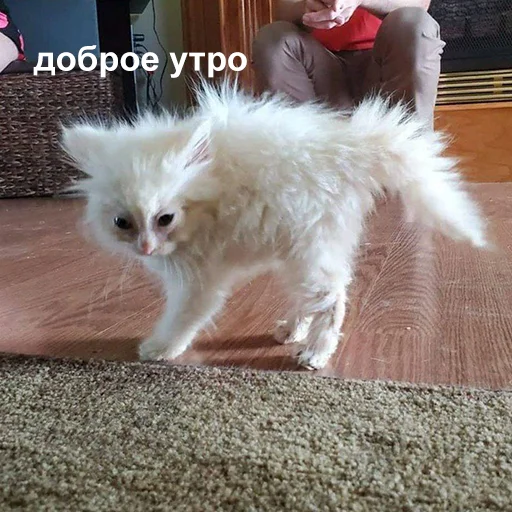 😓 Стикер «Это конец» для Telegram