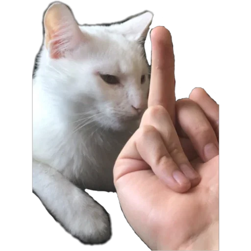 🖕 Стикер «Bagduns Thomas» для Telegram