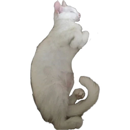 😴 Стикер «Bagduns Thomas» для Telegram