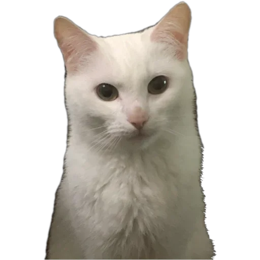 🧐 Стикер «Bagduns Thomas» для Telegram