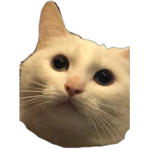 🥺 Стикер «Bagduns Thomas» для Telegram
