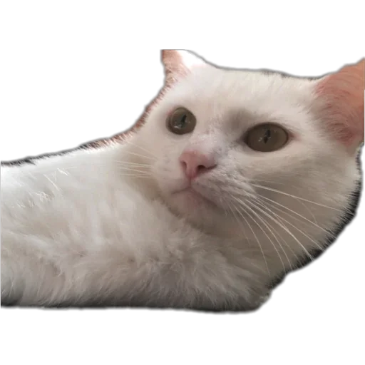 🪵 Стикер «Bagduns Thomas» для Telegram