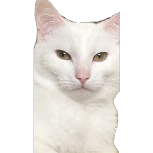 😼 Стикер «Bagduns Thomas» для Telegram