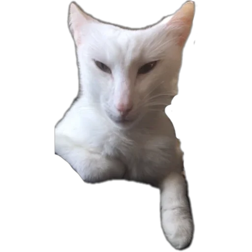 👹 Стикер «Bagduns Thomas» для Telegram