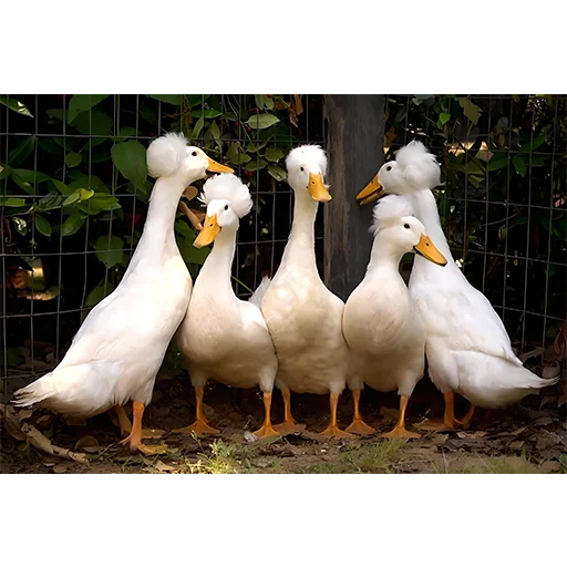 🦆 Стикер «Three hundred ducks» для Telegram