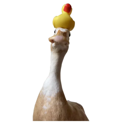 🦆 Стикер «Three hundred ducks» для Telegram