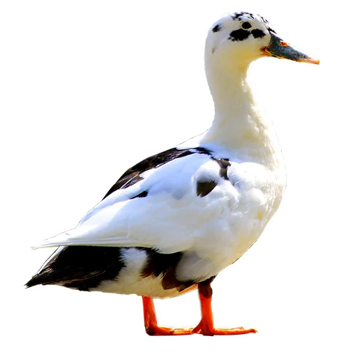🦆 Стикер «Three hundred ducks» для Telegram