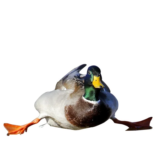 😟 Стикер «Three hundred ducks» для Telegram