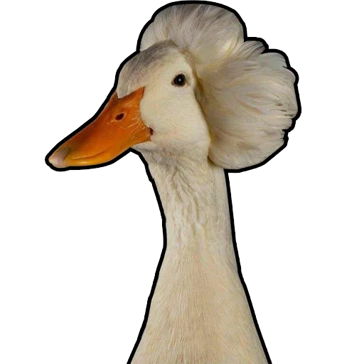 🦆 Стикер «Three hundred ducks» для Telegram