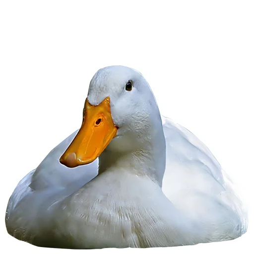 Стикерпак Three hundred ducks для Telegram