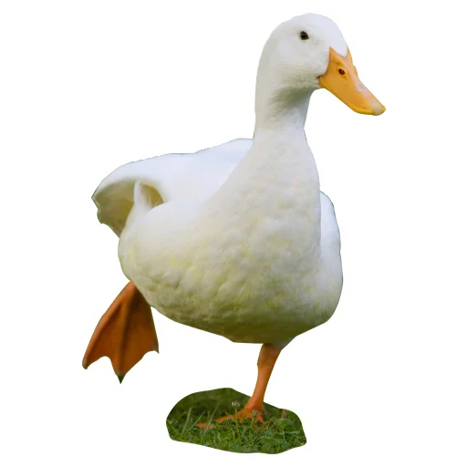 🦆 Стикер «Three hundred ducks» для Telegram