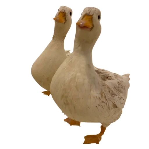 🦆 Стикер «Three hundred ducks» для Telegram
