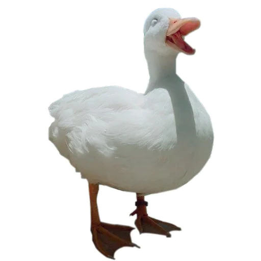 🦆 Стикер «Three hundred ducks» для Telegram