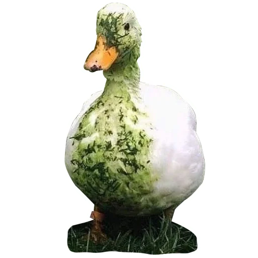 🦆 Стикер «Three hundred ducks» для Telegram