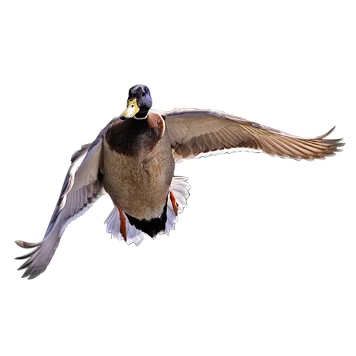🦆 Стикер «Three hundred ducks» для Telegram