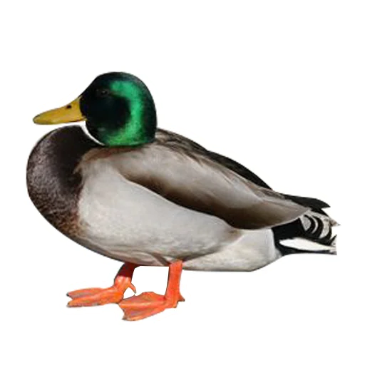 🦆 Стикер «Three hundred ducks» для Telegram