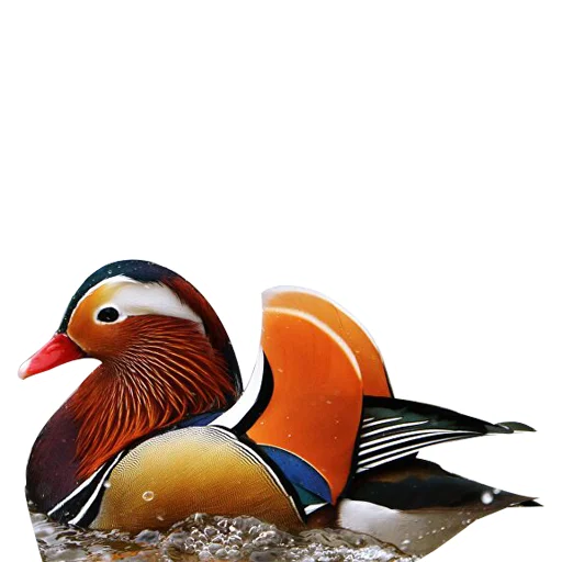 🦆 Стикер «Three hundred ducks» для Telegram