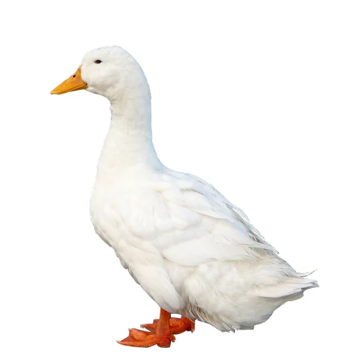 🦆 Стикер «Three hundred ducks» для Telegram