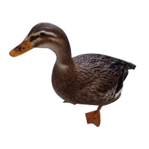 🦆 Стикер «Three hundred ducks» для Telegram