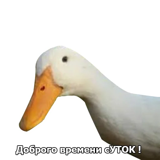 🦆 Стикер «Three hundred ducks» для Telegram