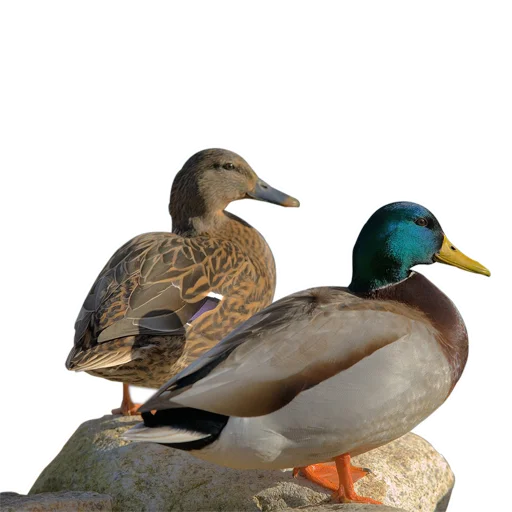 🦆 Стикер «Three hundred ducks» для Telegram