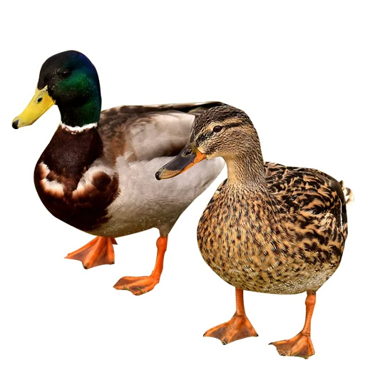 🦆 Стикер «Three hundred ducks» для Telegram