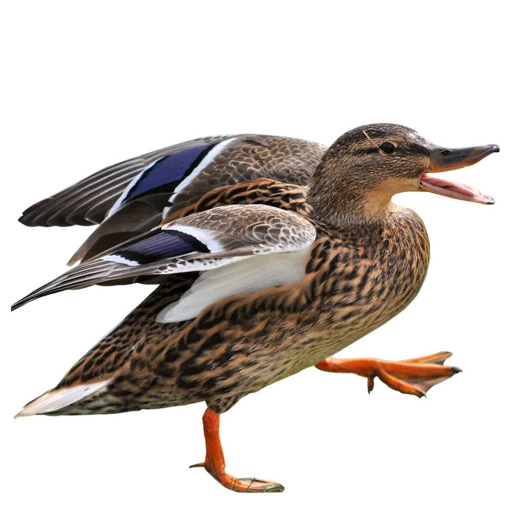 🦆 Стикер «Three hundred ducks» для Telegram