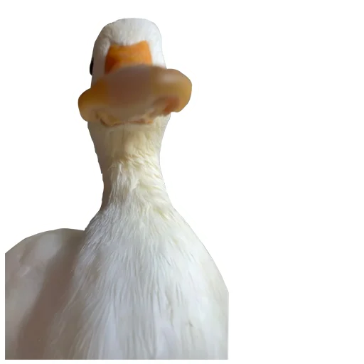 🦆 Стикер «Three hundred ducks» для Telegram