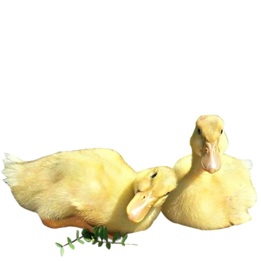 🦆 Стикер «Three hundred ducks» для Telegram