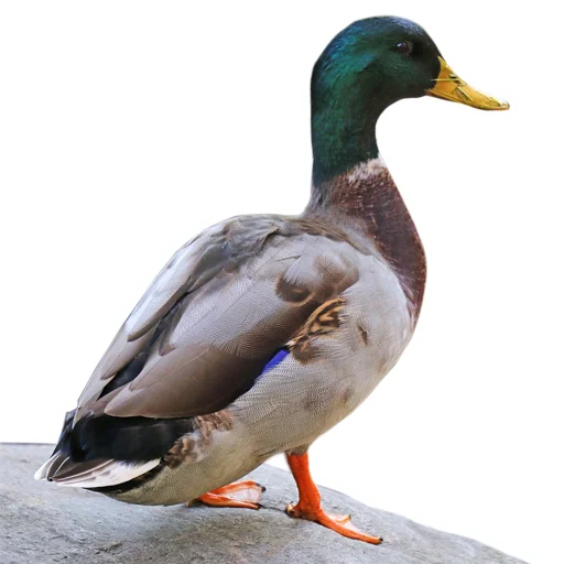 🦆 Стикер «Three hundred ducks» для Telegram