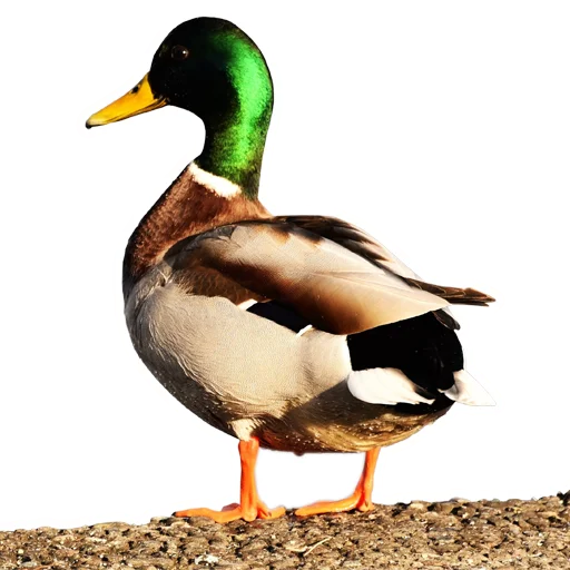 🦆 Стикер «Three hundred ducks» для Telegram