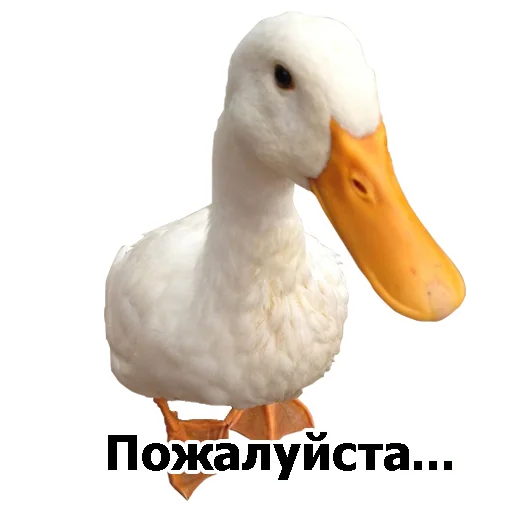 🦆 Стикер «Three hundred ducks» для Telegram
