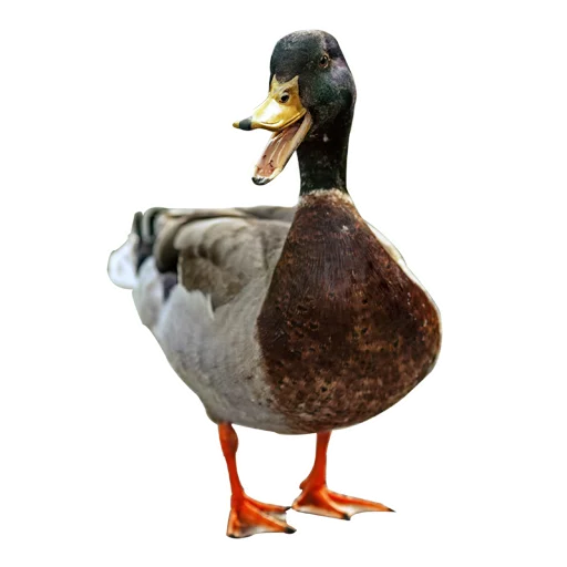 🦆 Стикер «Three hundred ducks» для Telegram