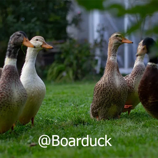 🦆 Стикер «Three hundred ducks» для Telegram