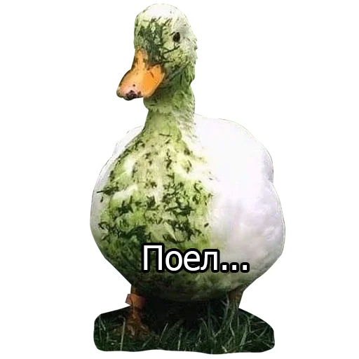 🦆 Стикер «Three hundred ducks» для Telegram