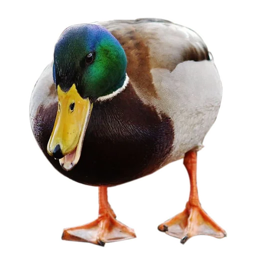 🦆 Стикер «Three hundred ducks» для Telegram