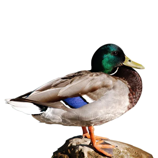 🦆 Стикер «Three hundred ducks» для Telegram