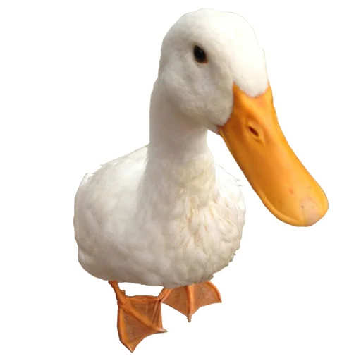 🦆 Стикер «Three hundred ducks» для Telegram