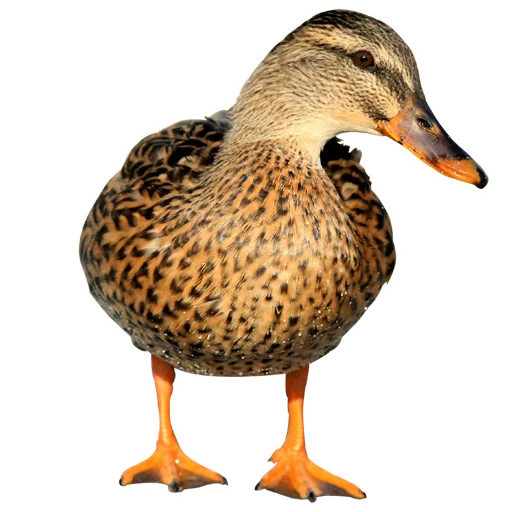 🦆 Стикер «Three hundred ducks» для Telegram