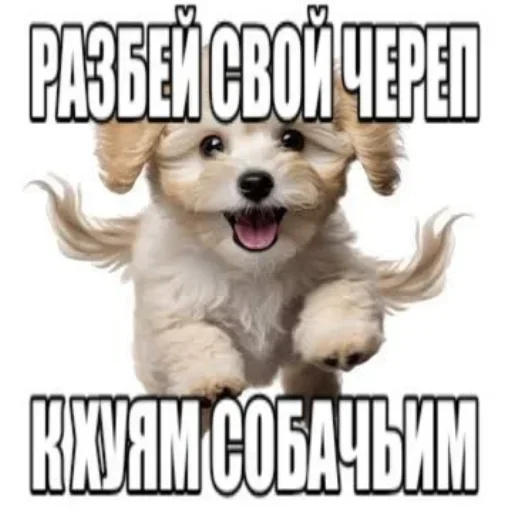 🐶 Стикер «Не нажимай =>» для Telegram
