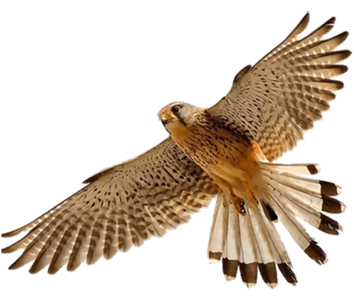 🦅 Стикер «Tidecoin» для Telegram