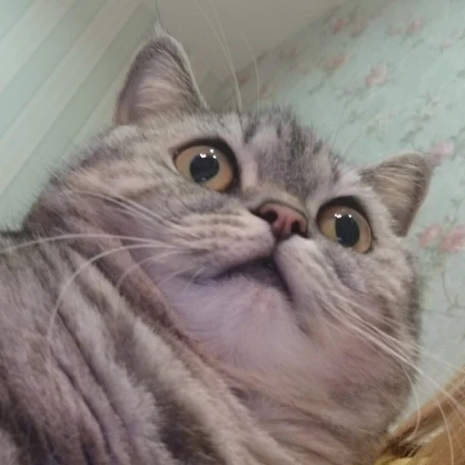 😯 Стикер «Тифаня» для Telegram