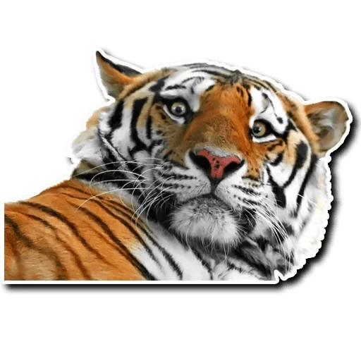 🤨 Стикер «Tiger Tiger» для Telegram
