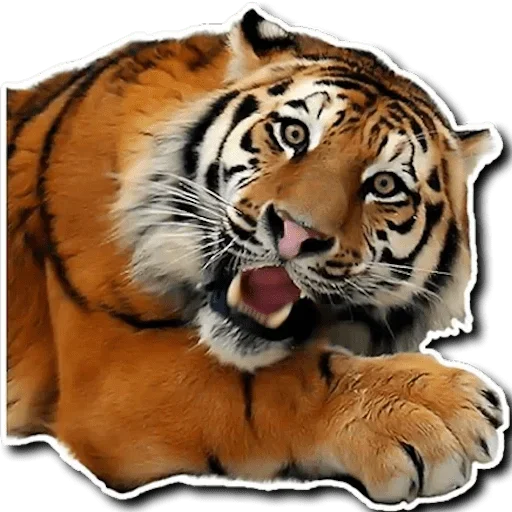 😳 Стикер «Tiger Tiger» для Telegram