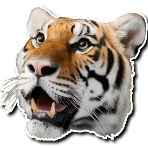 🙄 Стикер «Tiger Tiger» для Telegram
