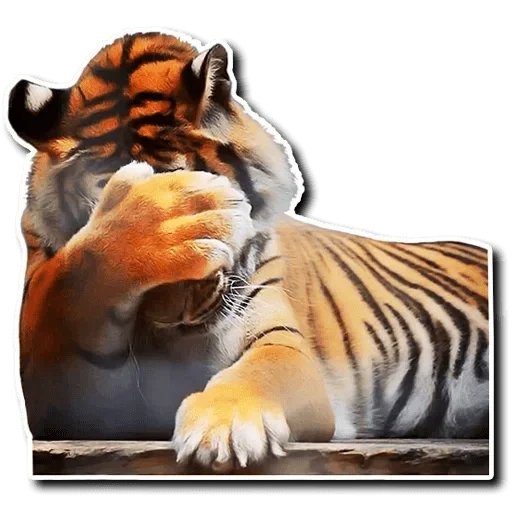 🙈 Стикер «Tiger Tiger» для Telegram
