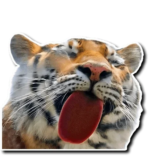 😛 Стикер «Tiger Tiger» для Telegram