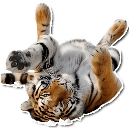 😌 Стикер «Tiger Tiger» для Telegram