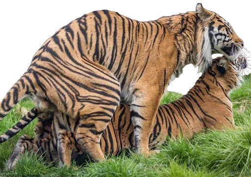 🥕 Стикер «Tiger Male» для Telegram